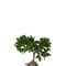 Ficus (kunstplant) - 0