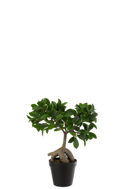 Ficus (kunstplant) - 0