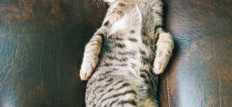 kat in lederen sofa pexels fox