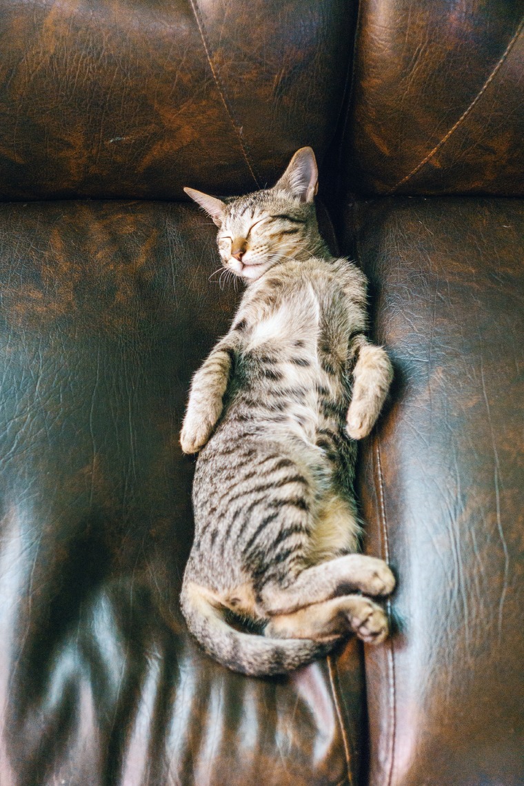 kat in lederen sofa pexels fox