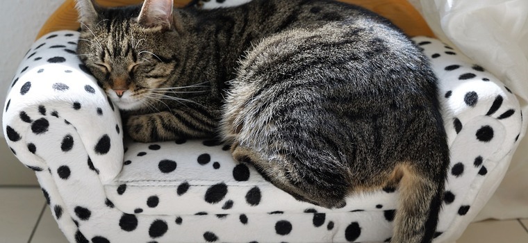zetel poes
