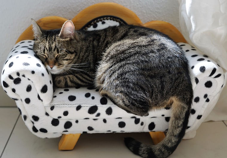 zetel poes
